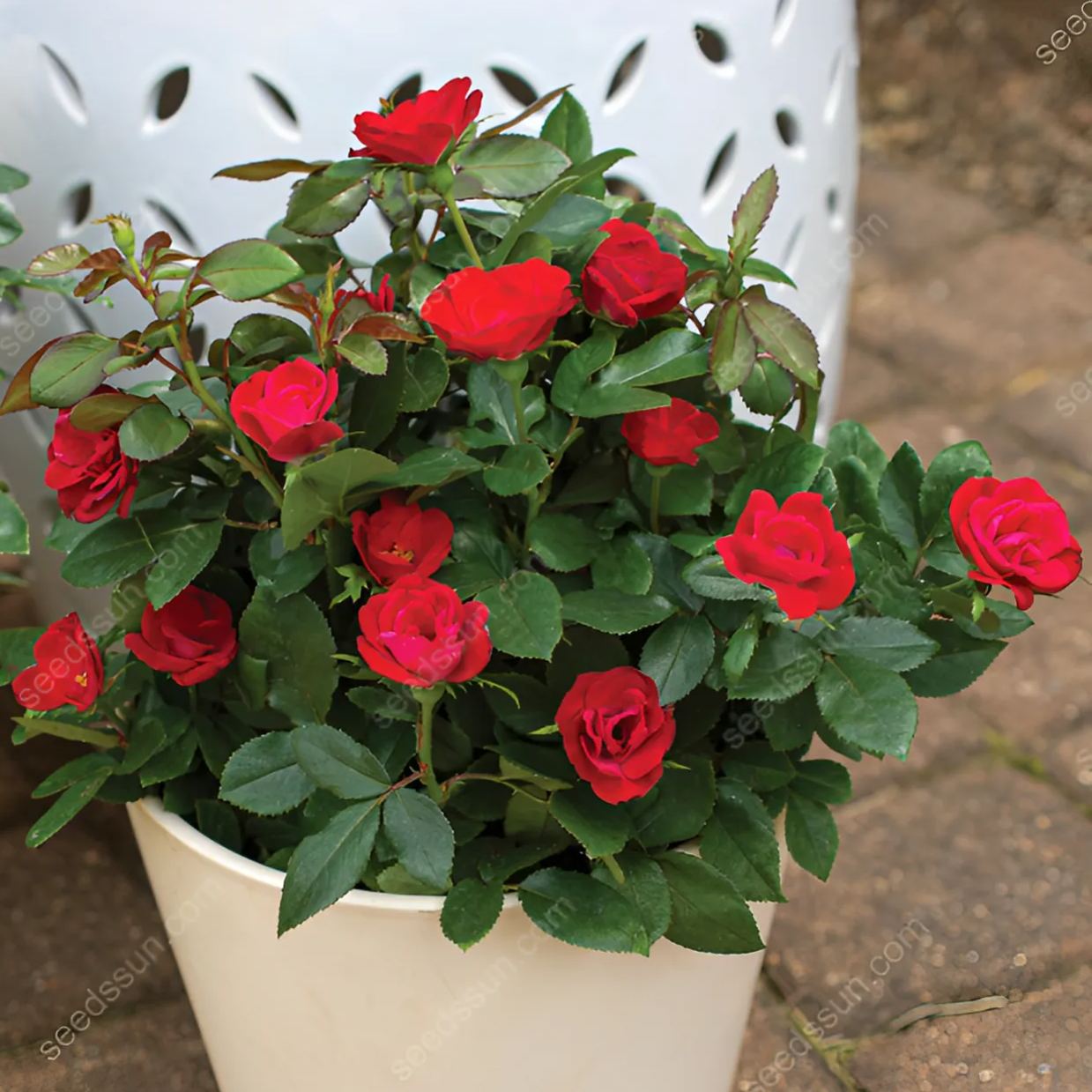 Miniature Rose Seeds 