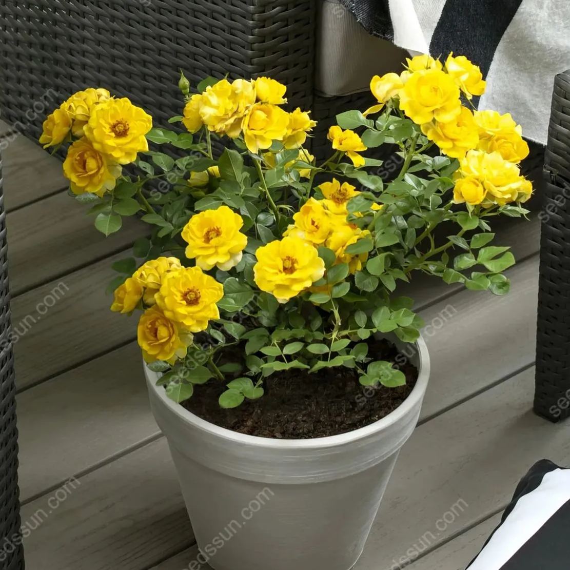 Miniature Rose Seeds 