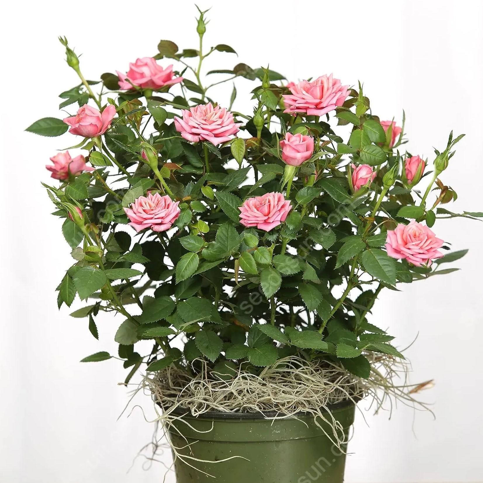 Miniature Rose Seeds 