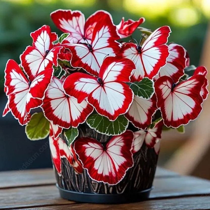 🦋 Butterfly Begonia Seeds