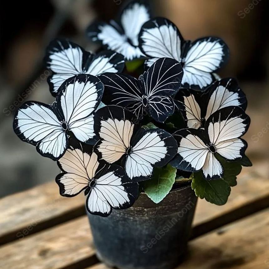 🦋 Butterfly Begonia Seeds