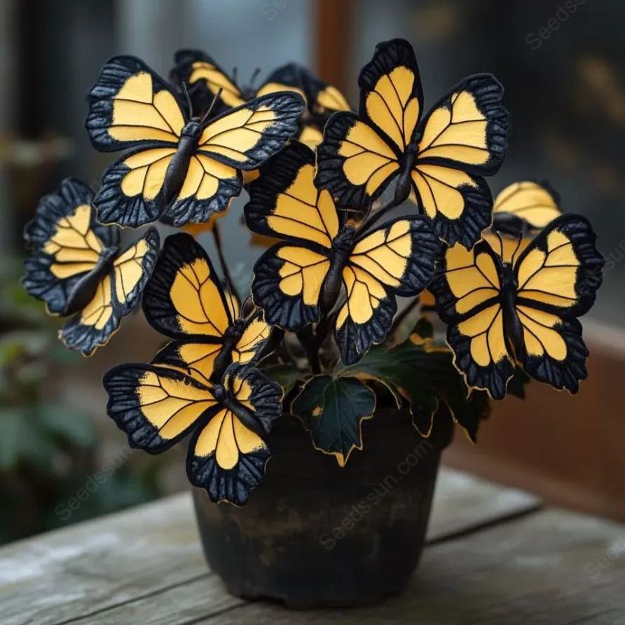 🦋 Butterfly Begonia Seeds