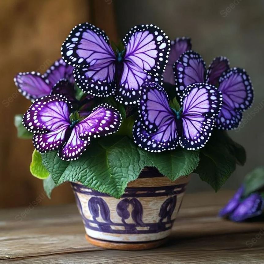 🦋 Butterfly Begonia Seeds