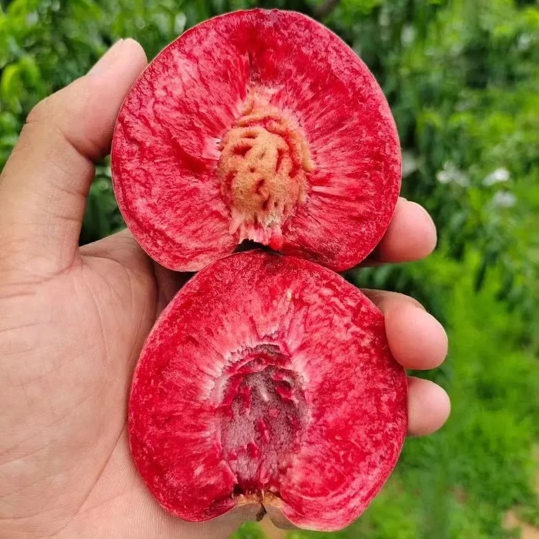 Blood Peach Seeds, Easy To Plant, Delicious Harvest Every Day!