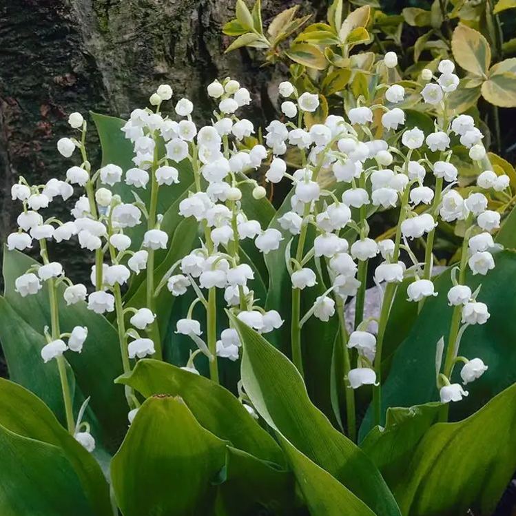 Lily of the Valley Seeds Four Seasons Flowers Sleeping Plants