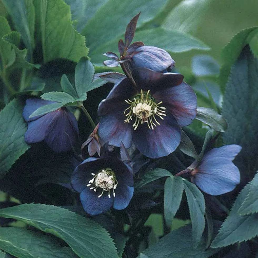Helleborus Seeds—Super Cold-Resistant, Preferred For Winter Planting