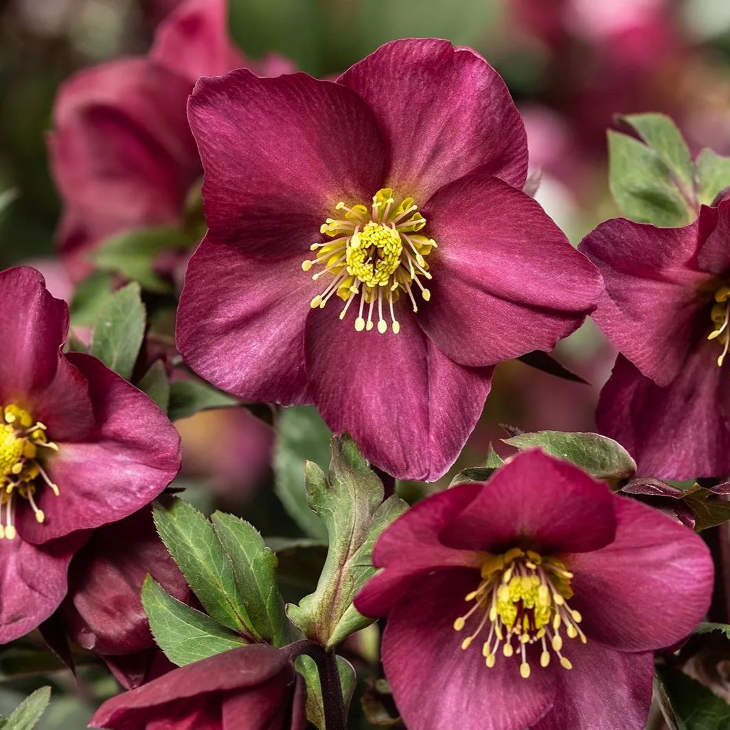 Helleborus Seeds—Super Cold-Resistant, Preferred For Winter Planting