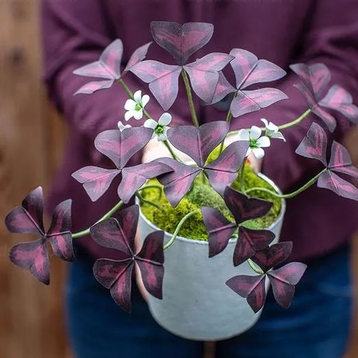Oxalis Triangularis Seeds