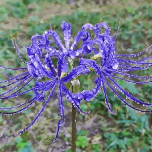 Spider Lily Blubs