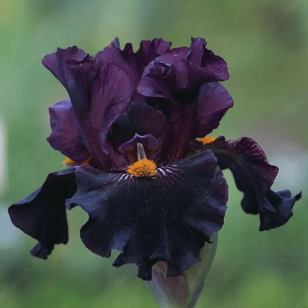 Iris - Easy to Grow Perennial-Flower Bulbs