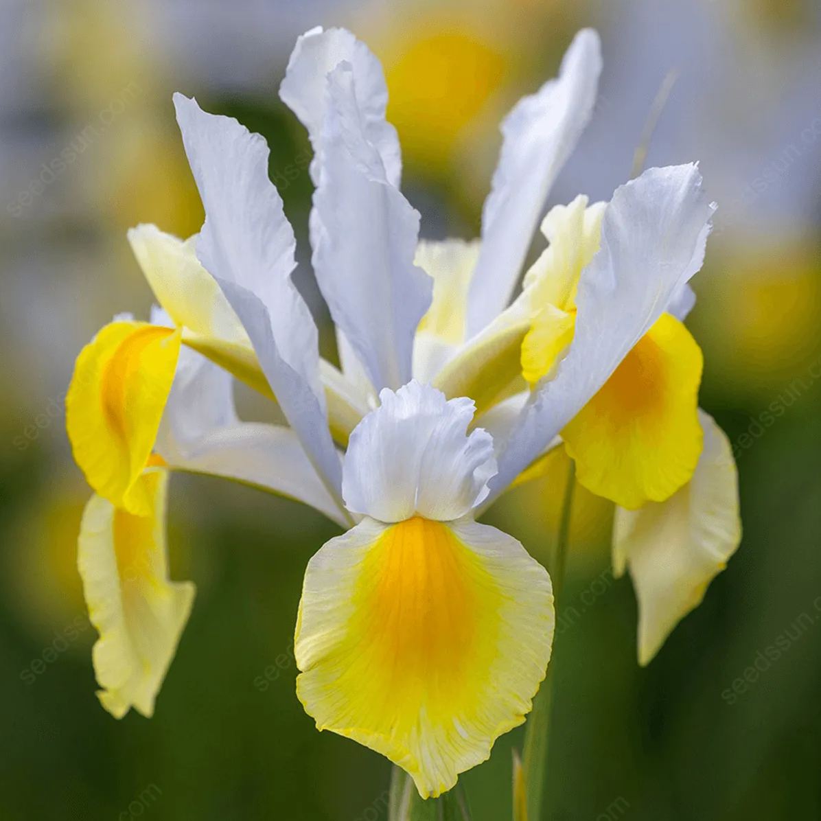 Iris - Easy to Grow Perennial-Flower Bulbs