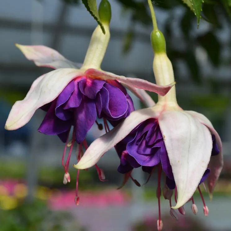Deep Purple Fuchsia Seeds