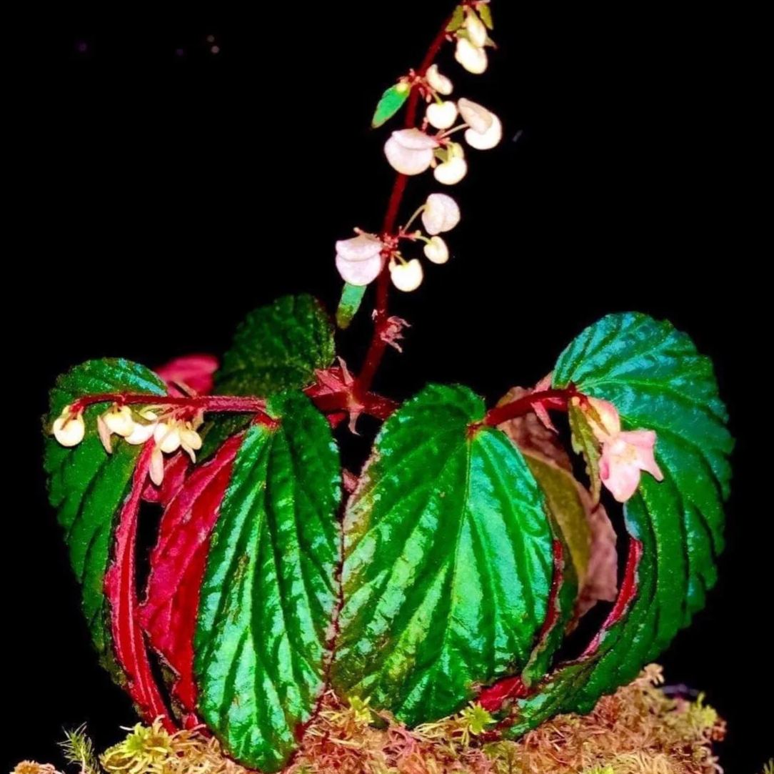 SEEDS Begonia metallicolor