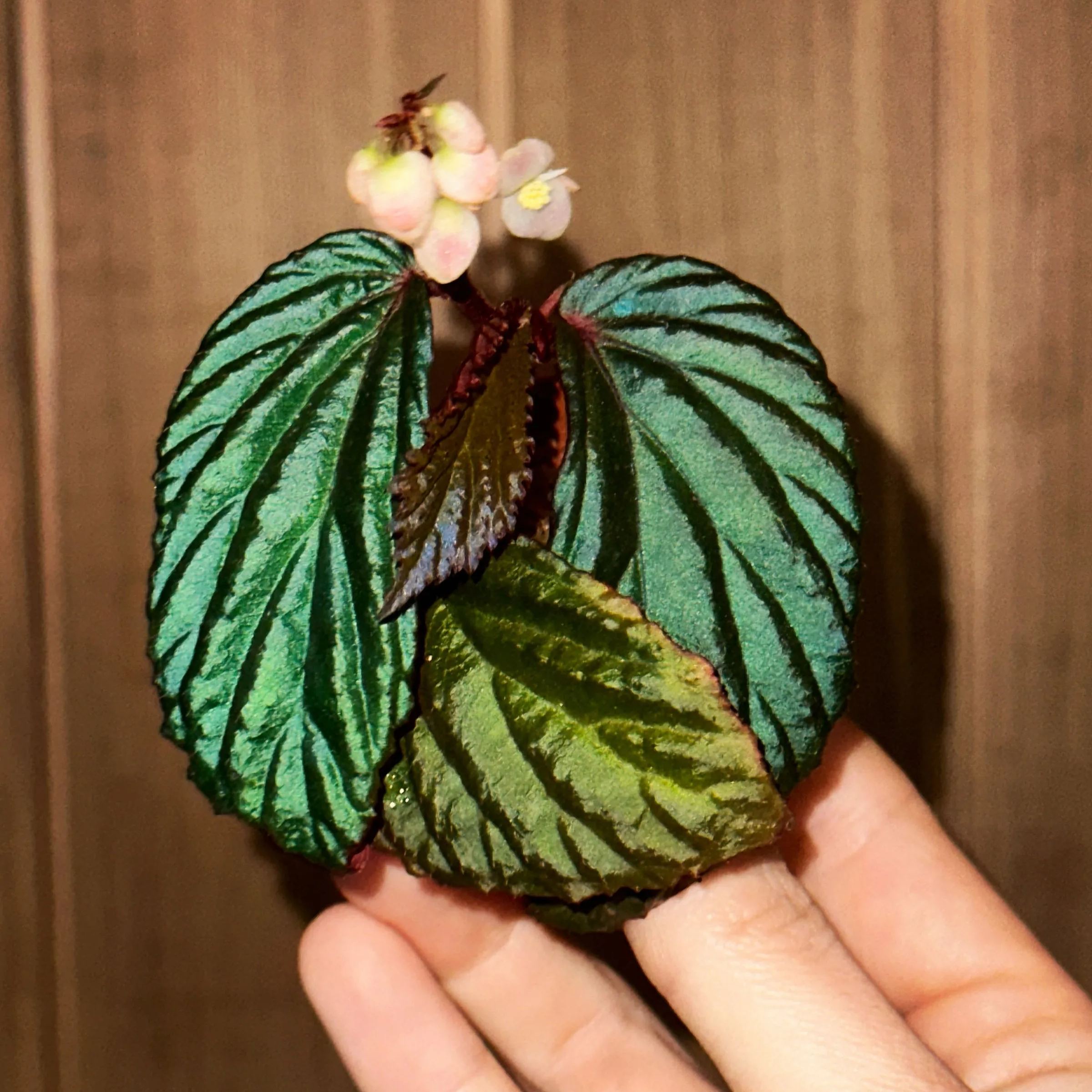 SEEDS Begonia metallicolor