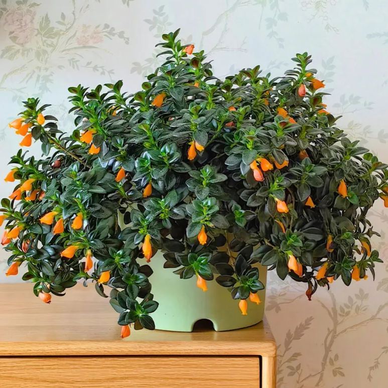 Super hot seller 🐟 Goldfish Chlorophytum Seeds-Non-GMO