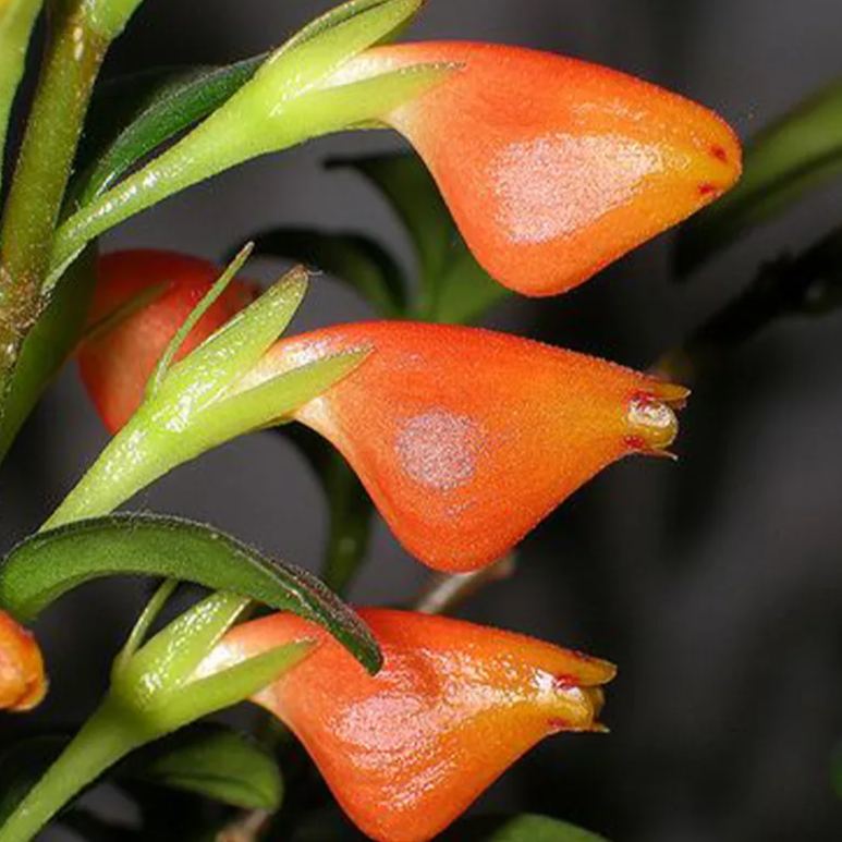 Super hot seller 🐟 Goldfish Chlorophytum Seeds-Non-GMO