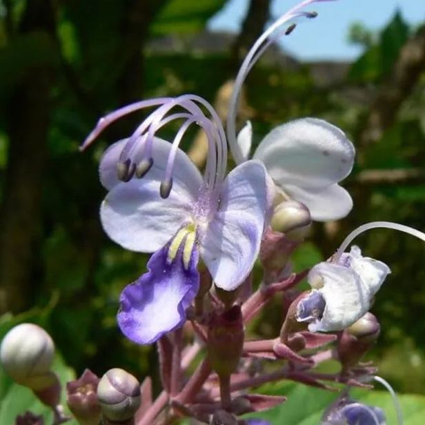 Blue Butterfly Bush Flower ( Rotheca Serrata)  Seeds
