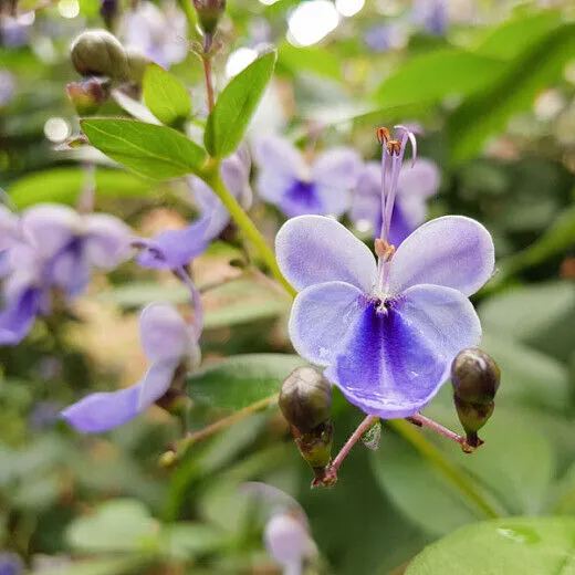 Blue Butterfly Bush Flower ( Rotheca Serrata)  Seeds