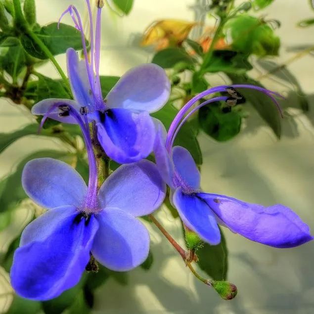 Blue Butterfly Bush Flower ( Rotheca Serrata)  Seeds