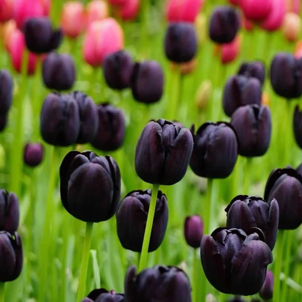 Queen of The Night Tulip Bulbs