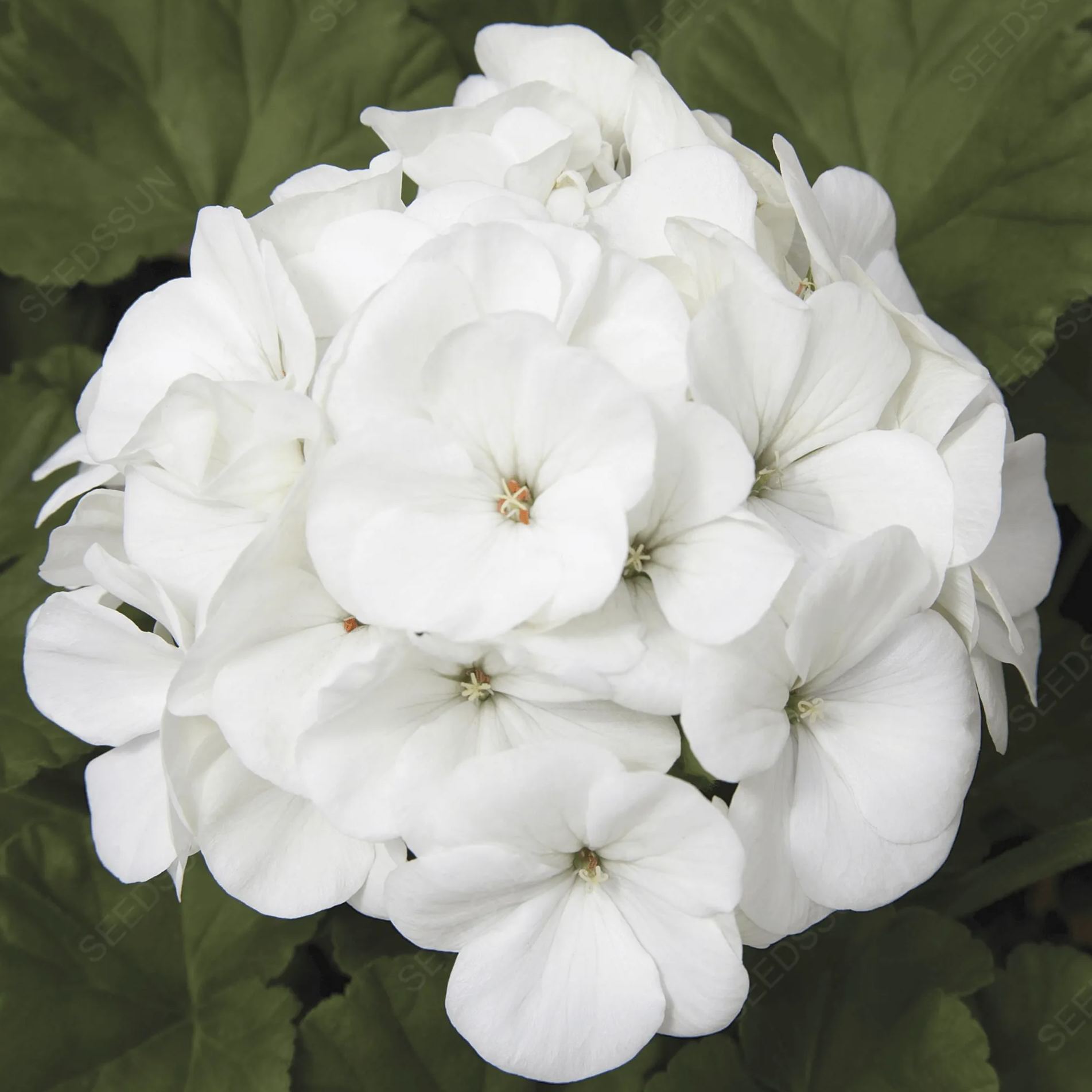 Double Apple Geranium Seeds