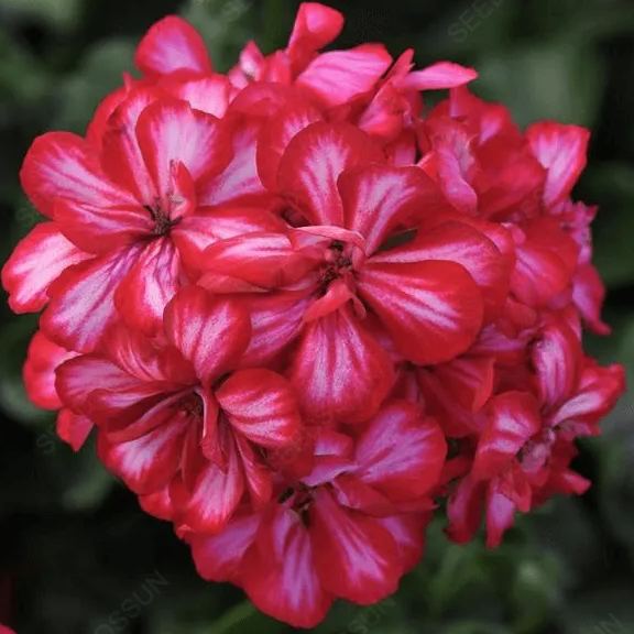 Double Apple Geranium Seeds