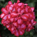 Rose Red