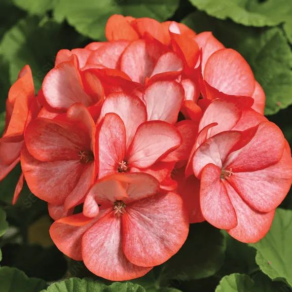 Double Apple Geranium Seeds