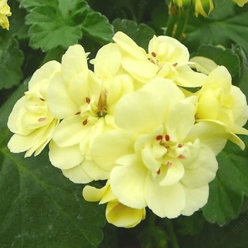Double Apple Geranium Seeds