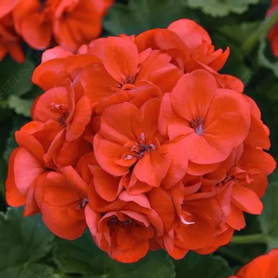 Double Apple Geranium Seeds