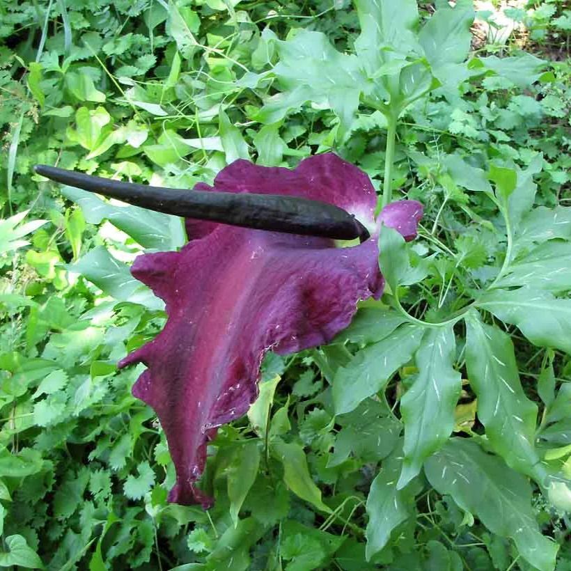 Vampire Lily - Dracunculus Vulgaris - Rare Plants Species Seeds