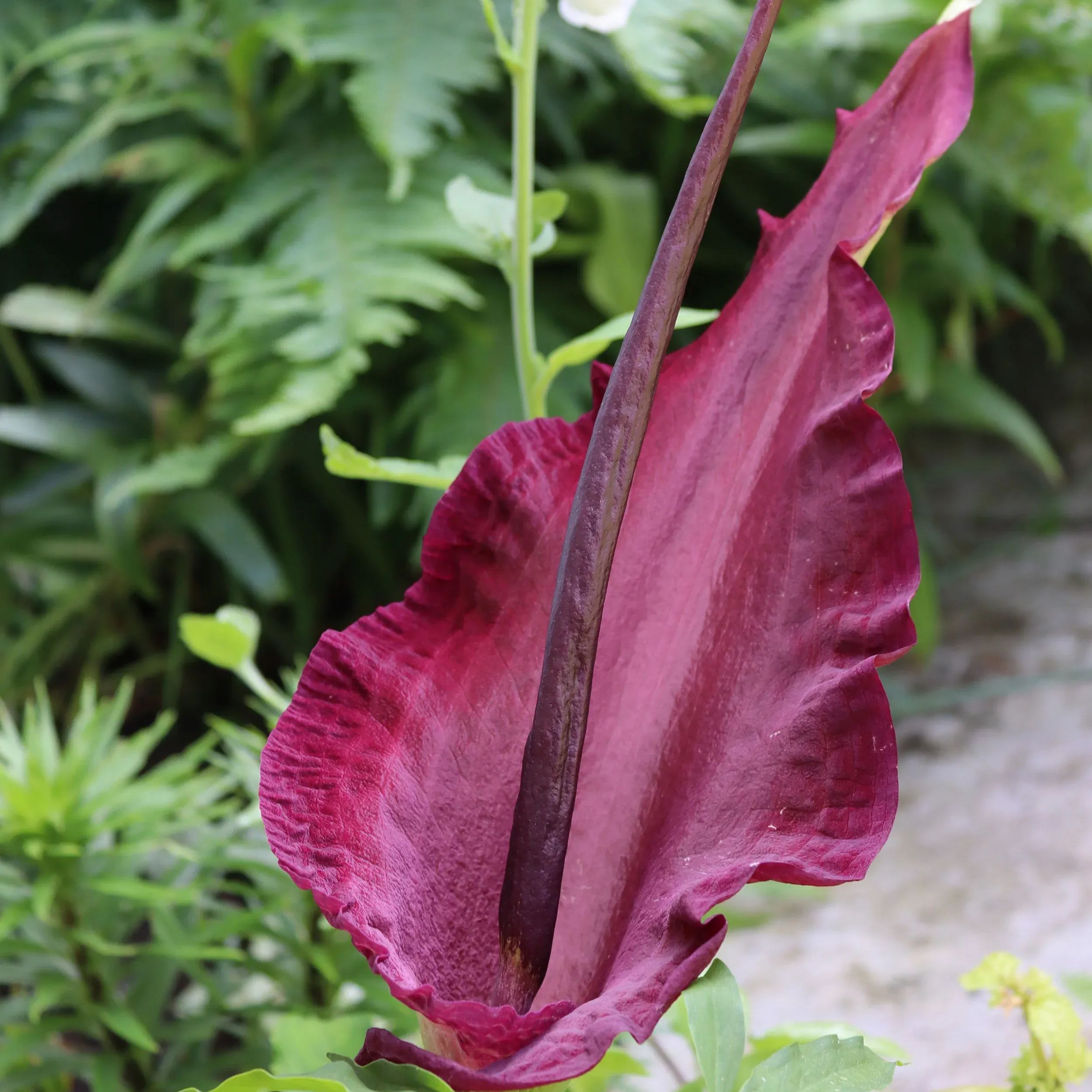 Vampire Lily - Dracunculus Vulgaris - Rare Plants Species Seeds