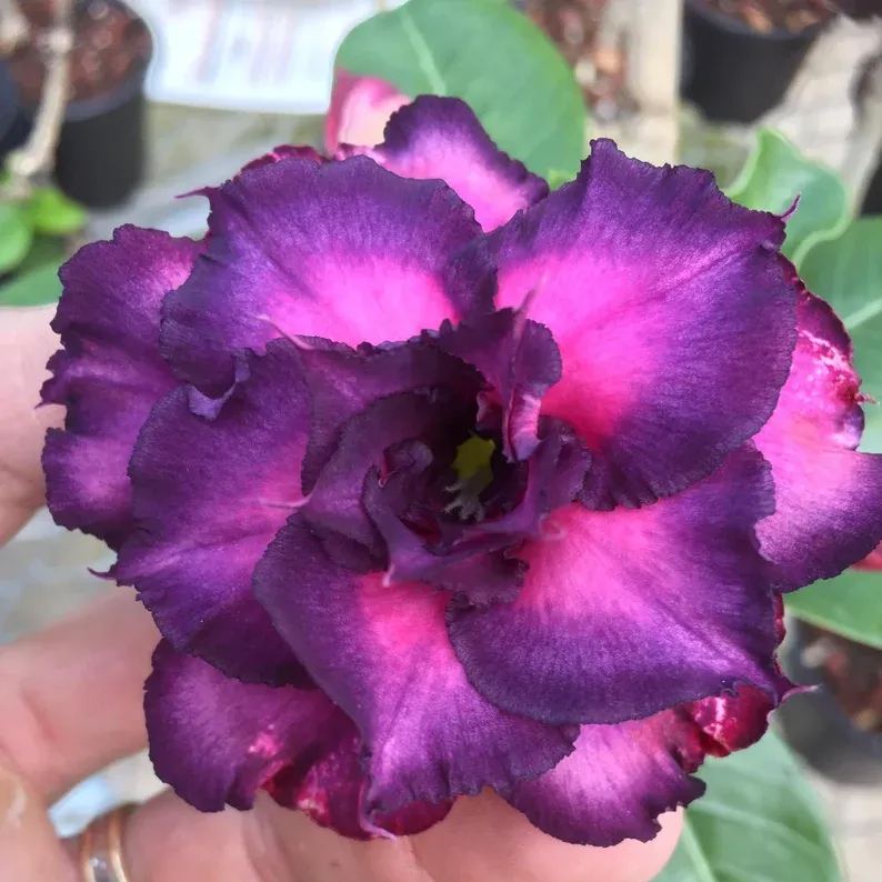 Lilac Desert Rose Seeds