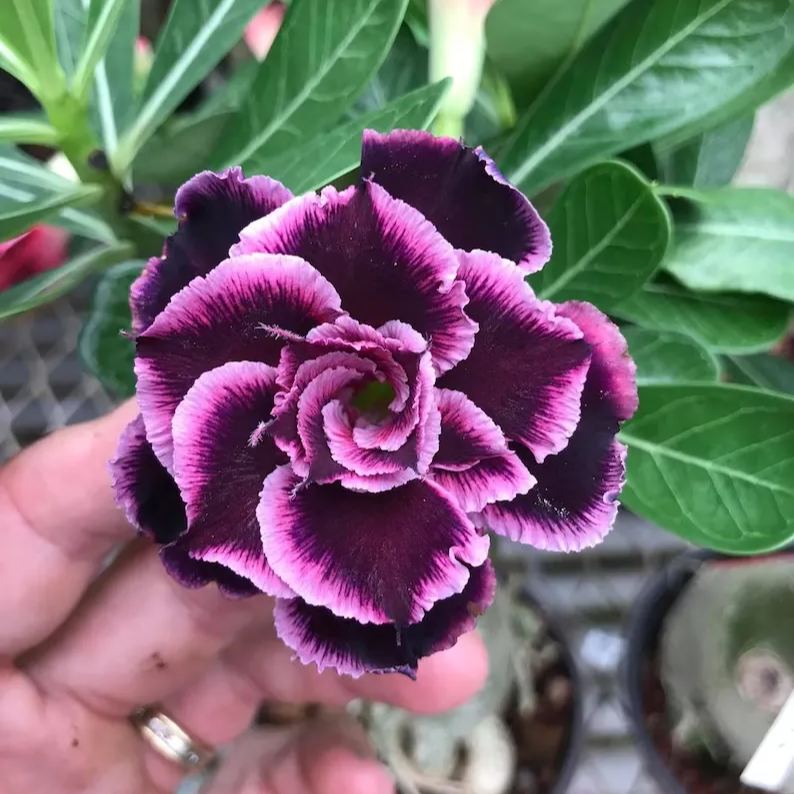 Desert Rose - Grace