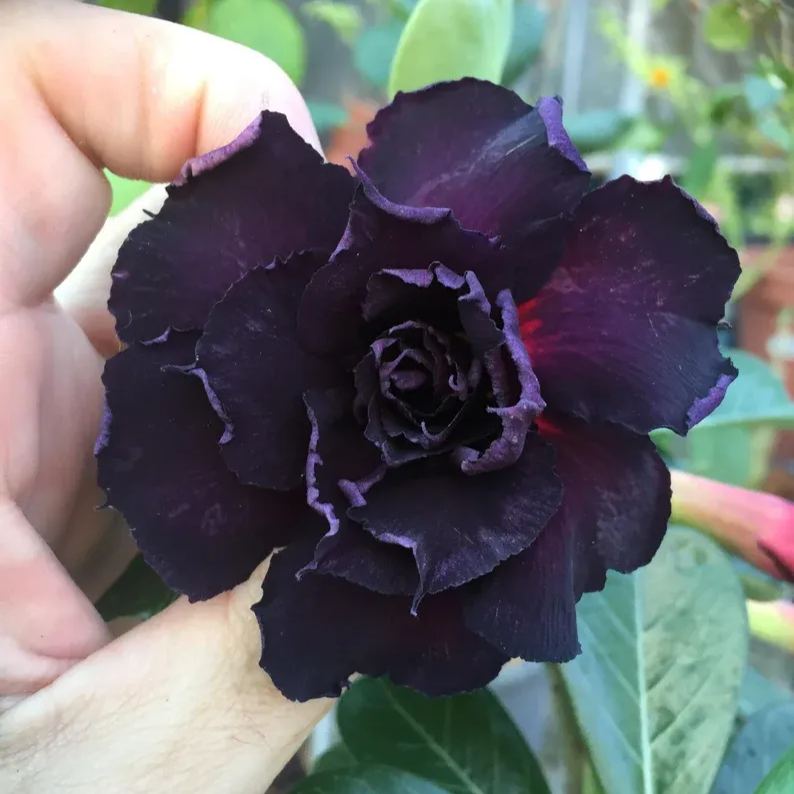 Black Desert Rose Seeds
