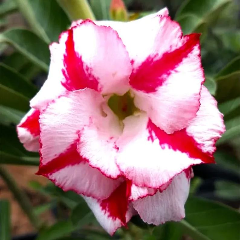 Desert Rose - Striped pink and white