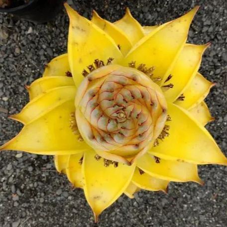 Golden Red Lotus Seeds: Embrace Tranquility with Every Bloom