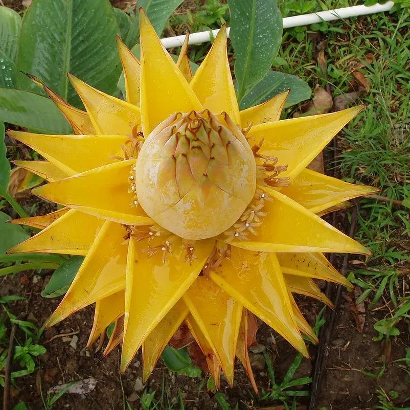 Golden Red Lotus Seeds: Embrace Tranquility with Every Bloom