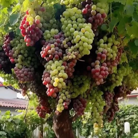 Giant Grape Tree Seeds: Thin-Skinned, Large, and Seedless
