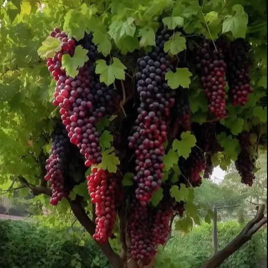 Giant Grape Tree Seeds: Thin-Skinned, Large, and Seedless