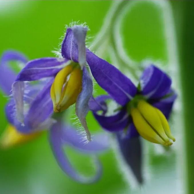 20Pcs Nipple Fruit Seeds