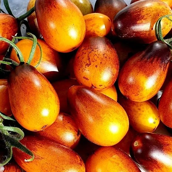 Indigo Pear Drops Tomato Seeds