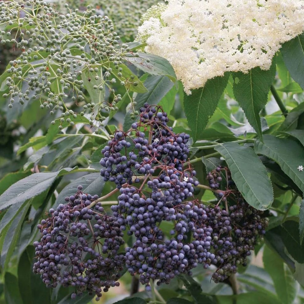 Elderberry, Collection