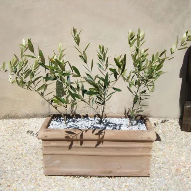 10pcs Olive Bonsai tree Seeds (Olea Europaea)