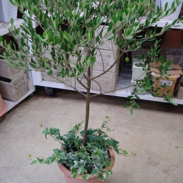 10pcs Olive Bonsai tree Seeds (Olea Europaea)