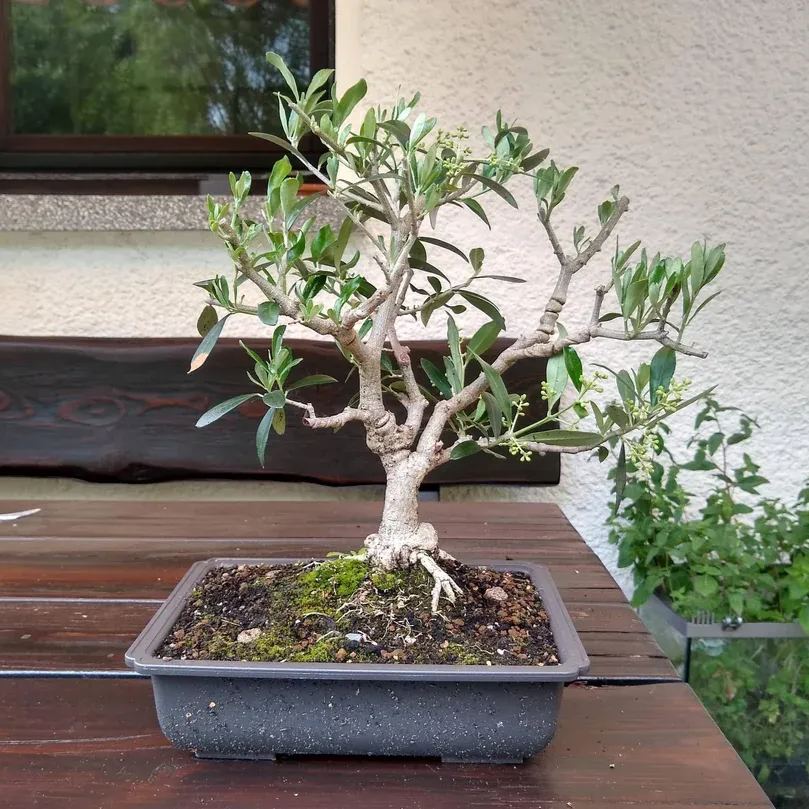 10pcs Olive Bonsai tree Seeds (Olea Europaea)