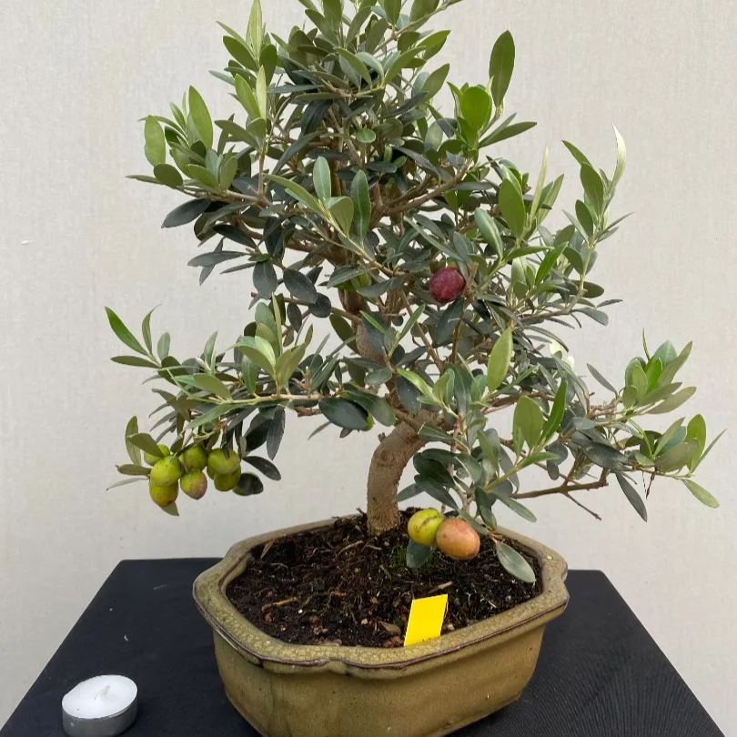10pcs Olive Bonsai tree Seeds (Olea Europaea)