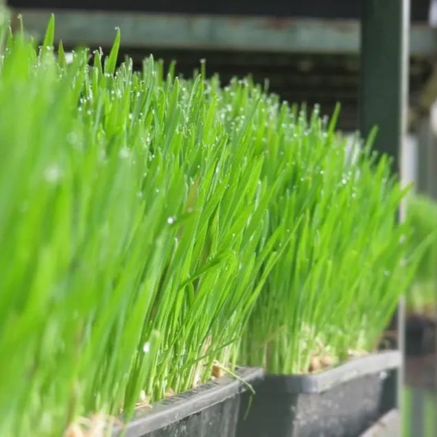 Cat Grass 100g Approx. 2,000 Seeds