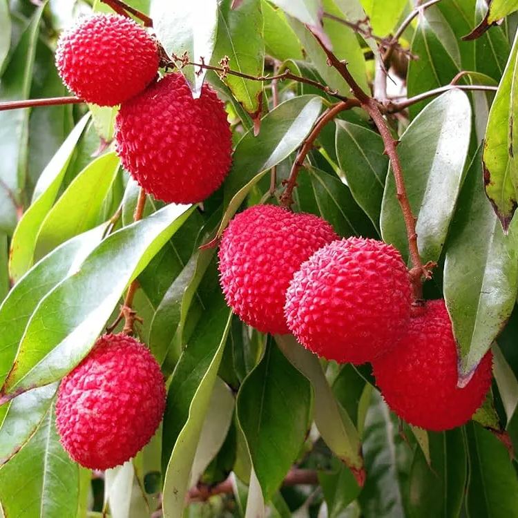 Litchi chinensis LYCHEE (5 seeds)