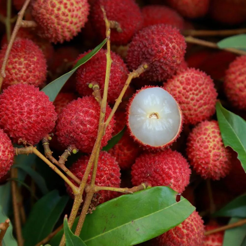 Litchi chinensis LYCHEE (5 seeds)